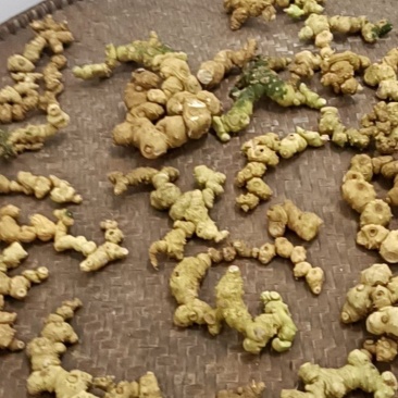 野生黄精，