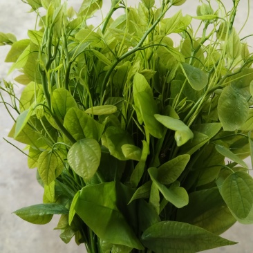 赤苍藤