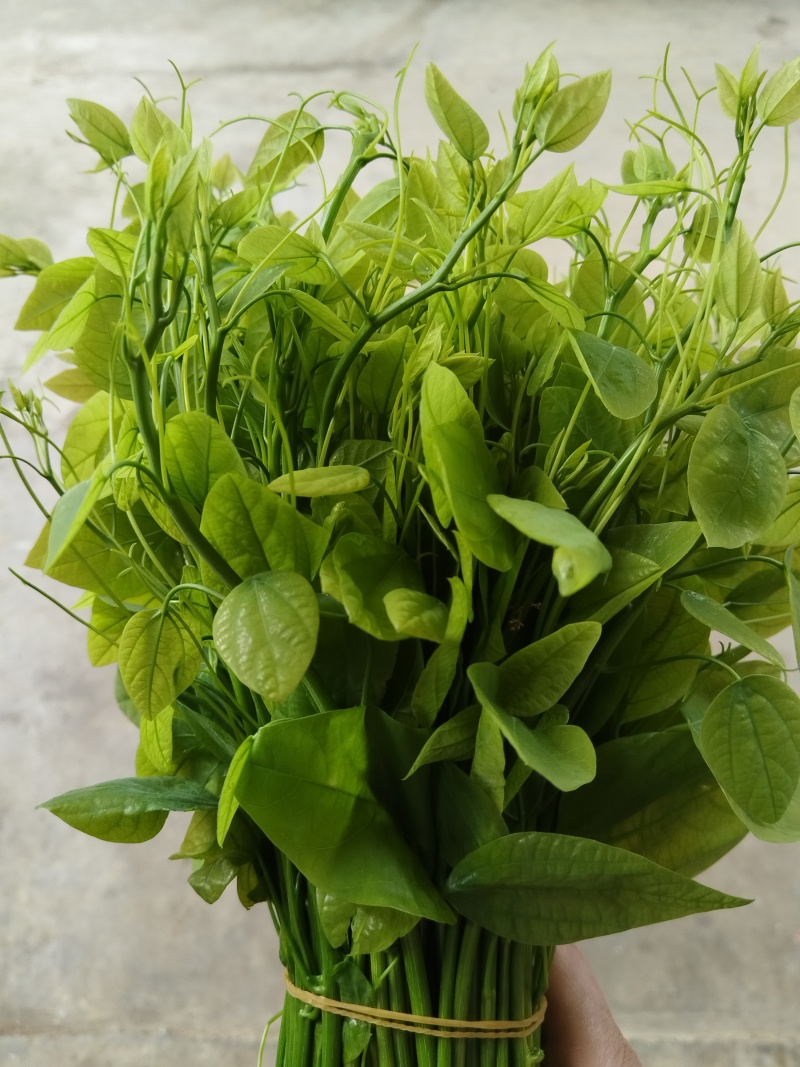 赤苍藤
