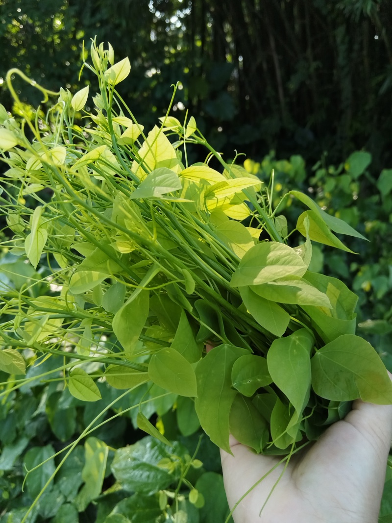 赤苍藤