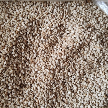 急售500斤白芝麻
