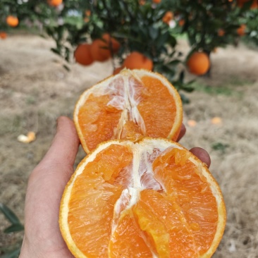 贵妃橙，大果
