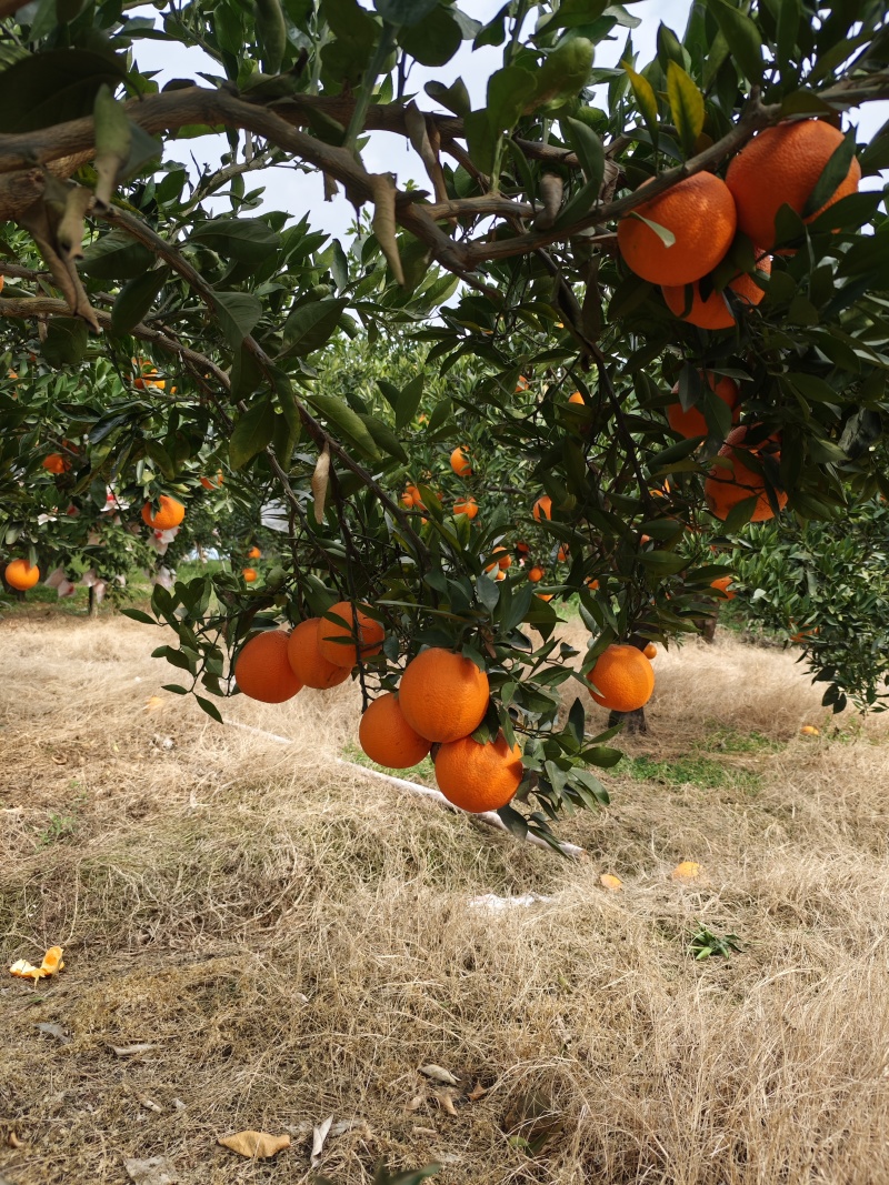 贵妃橙，大果