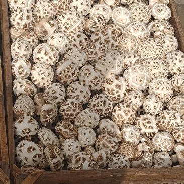河南大花菇