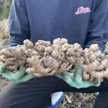 云南高山精品小黄姜，辛辣够味香，新鲜现挖，无硫更健康
