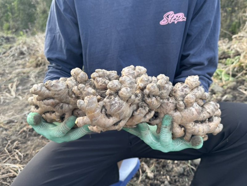 云南高山精品小黄姜，辛辣够味香，新鲜现挖，无硫更健康