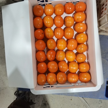武鸣沃柑