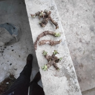 新鲜蜘蛛香根部