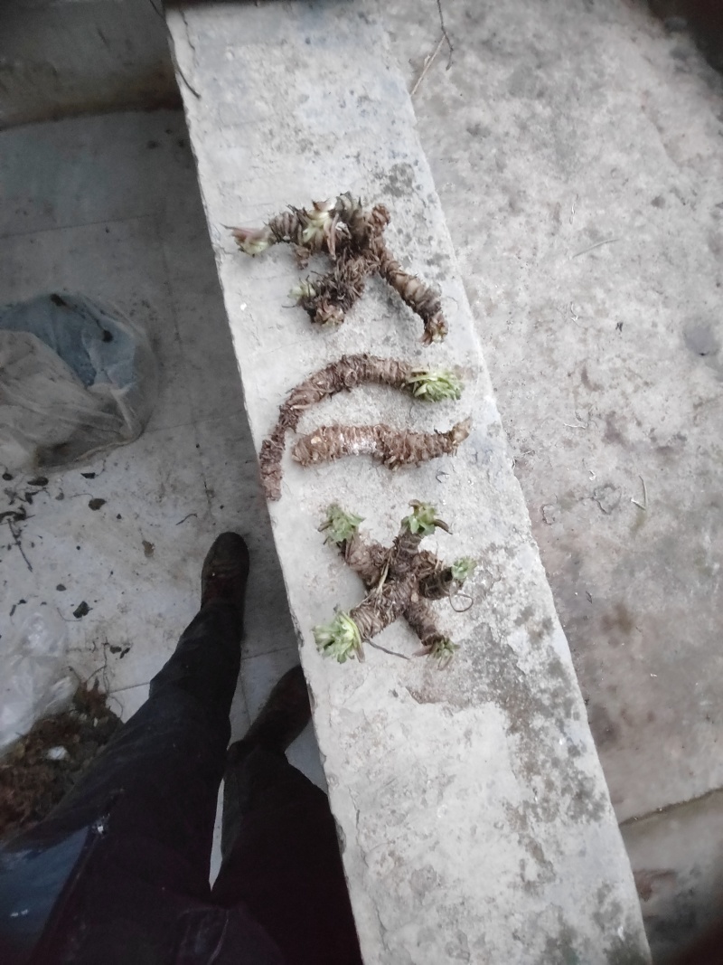 新鲜蜘蛛香根部