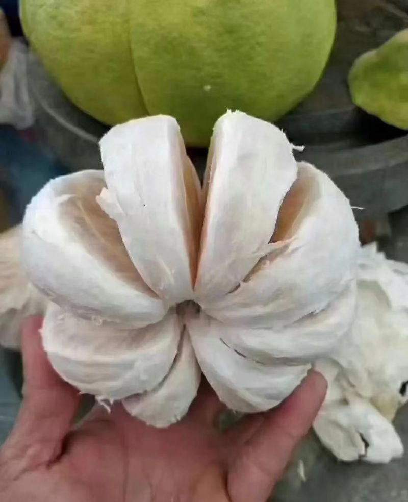 梅州沙田柚