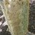 枣花土蜂蜜