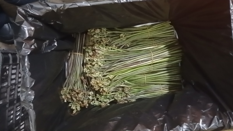 精品蕨菜