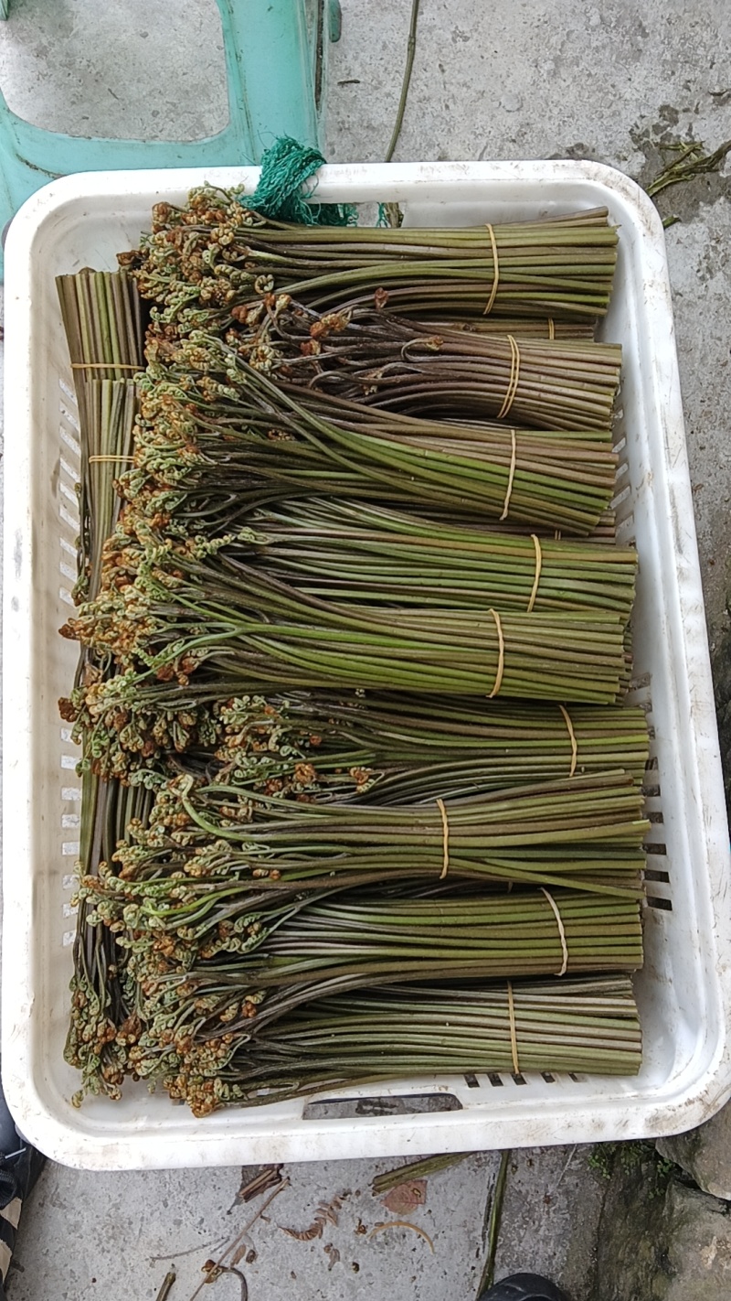 精品蕨菜