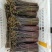 精品蕨菜