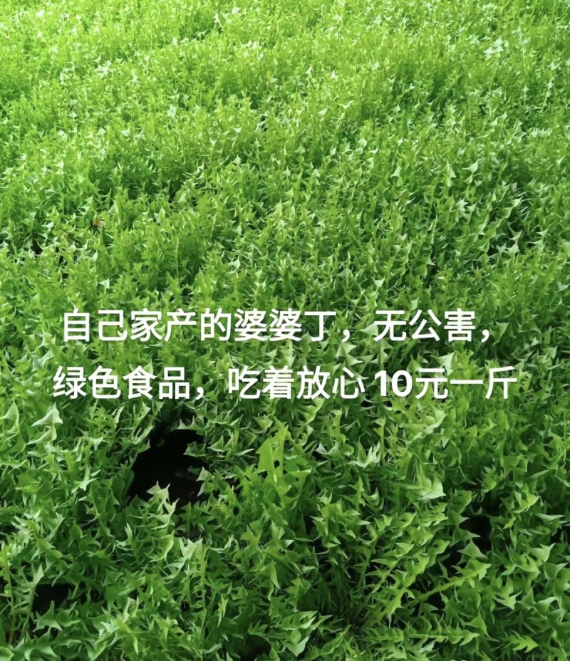 婆婆丁