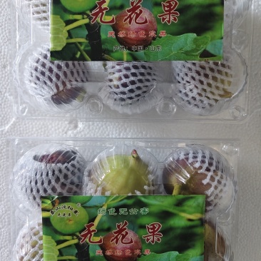山东反季节无花果
