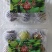 山东反季节无花果