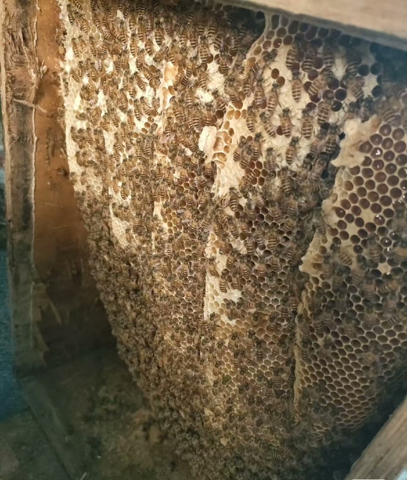 农家土蜂蜜