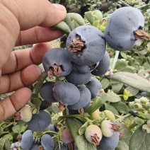 蒙自蓝莓