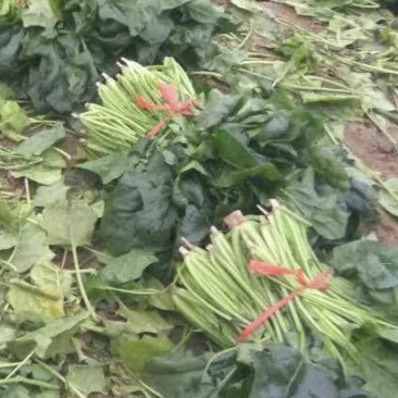 蔬菜，菠菜