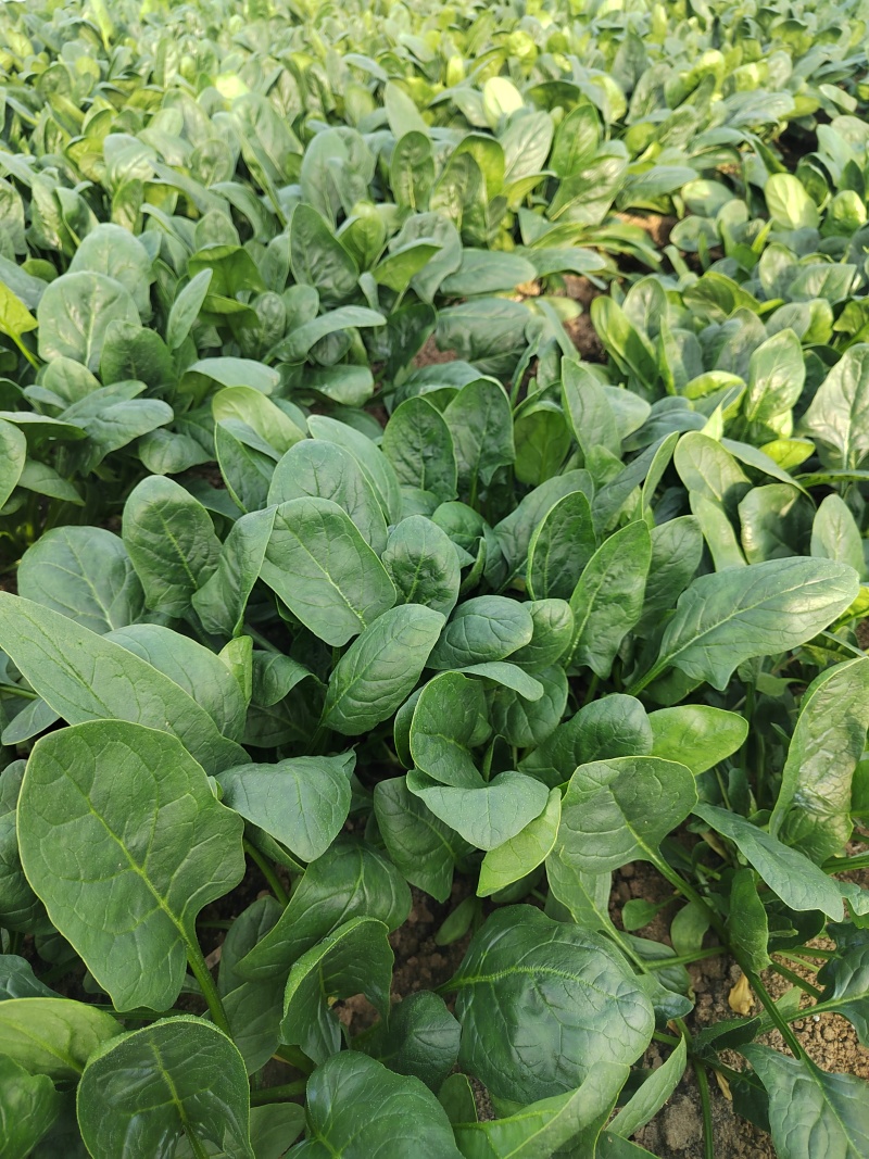 大棚直立菠菜，25公分左右