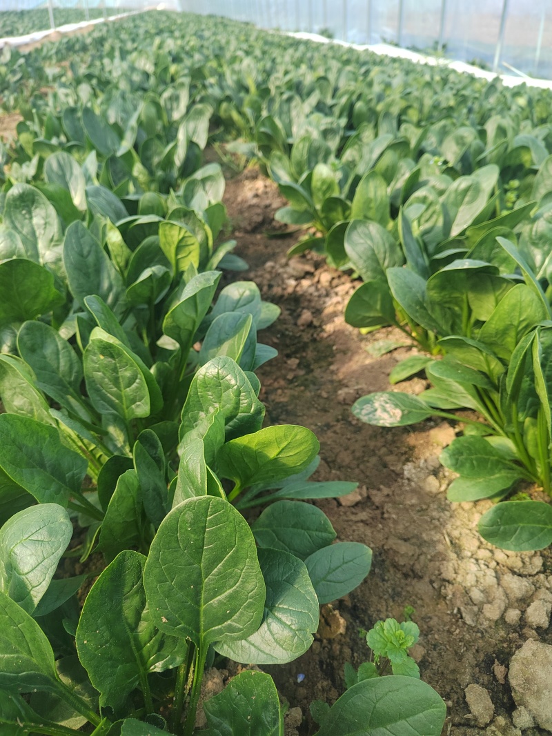 大棚直立菠菜，25公分左右