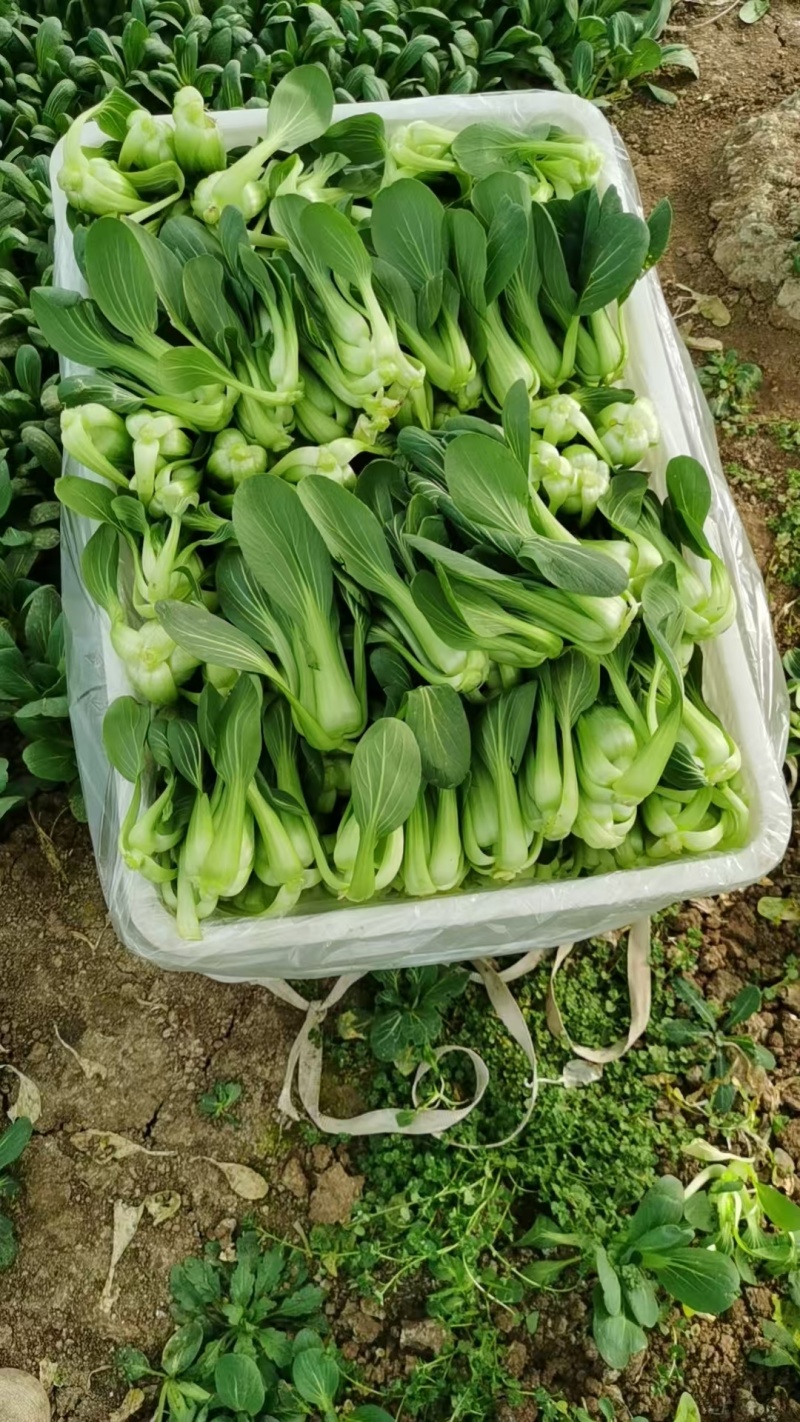 上海青