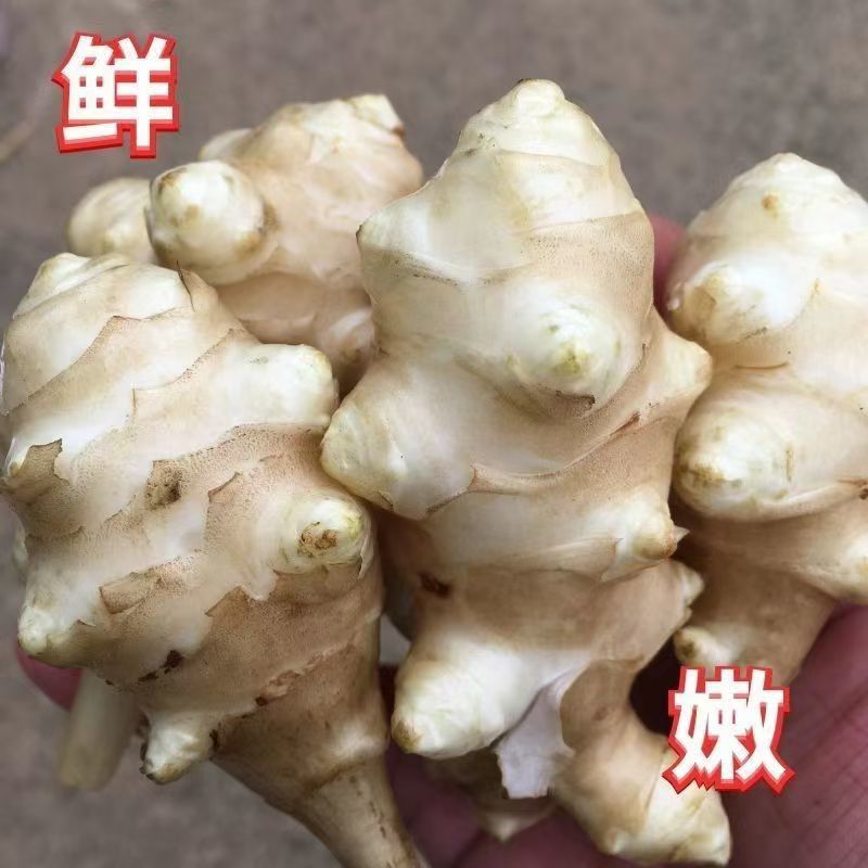 新鲜白洋姜和红皮洋姜