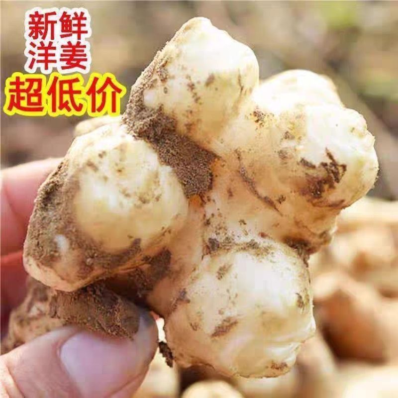 新鲜白洋姜和红皮洋姜