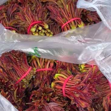 新鲜头发红椿芽