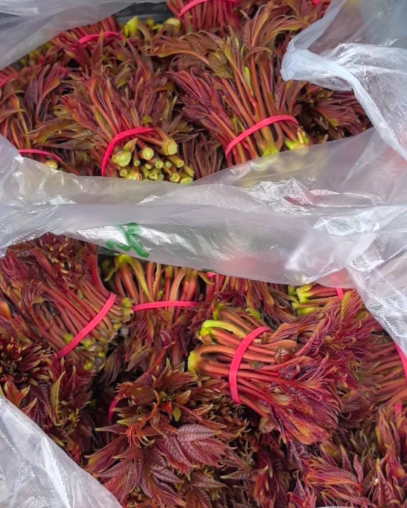 新鲜头发红椿芽