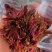 新鲜头发红椿芽
