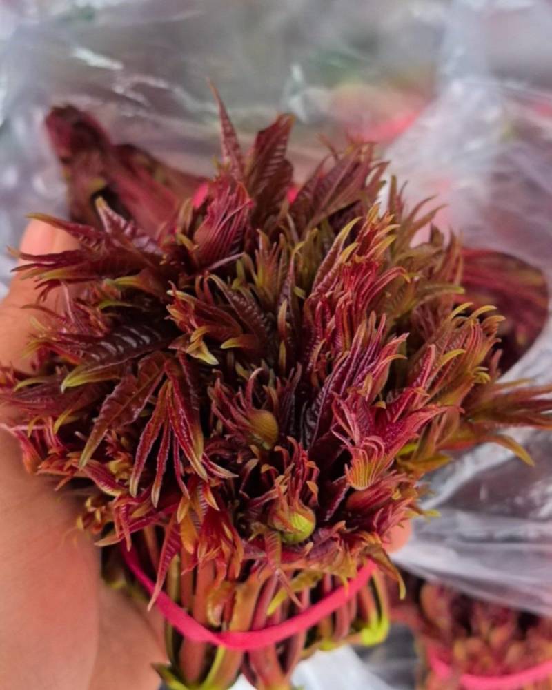 新鲜头发红椿芽
