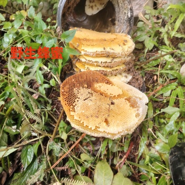 土蜂蜜