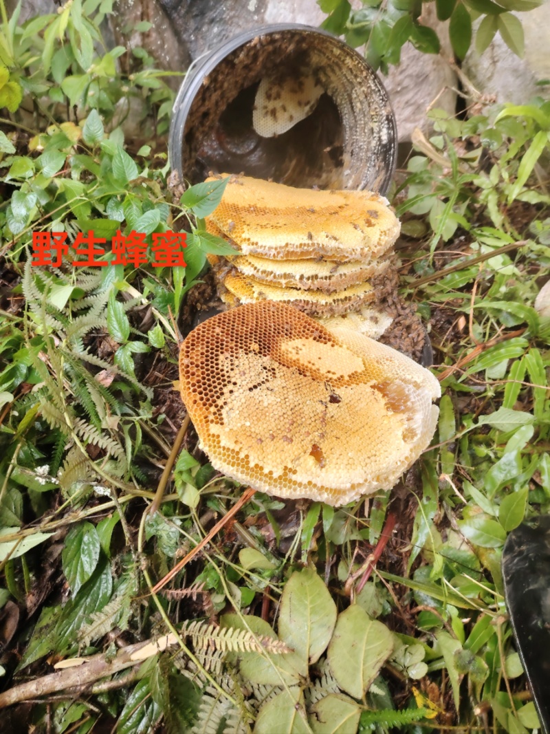 土蜂蜜