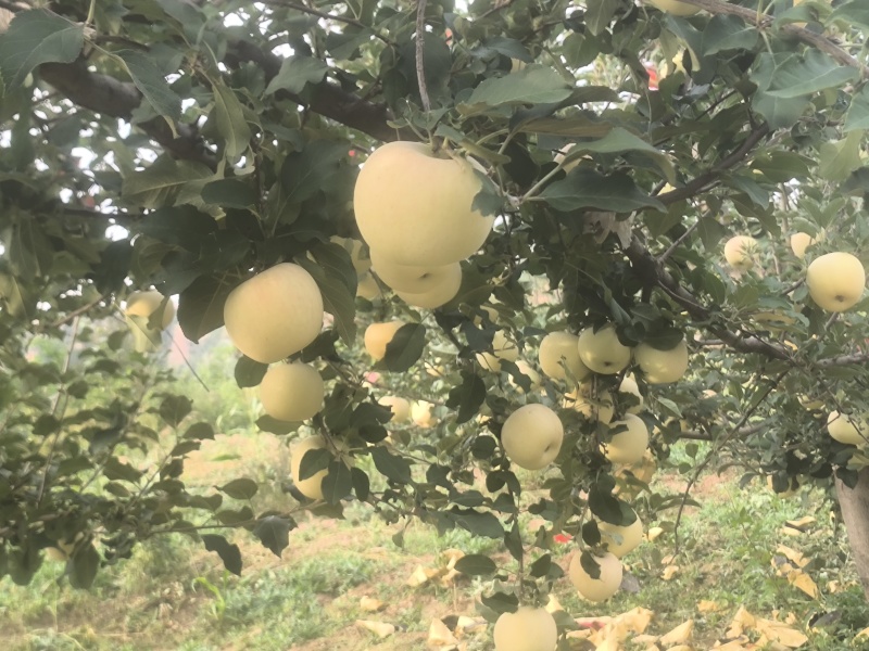 陕北延安红富士苹果