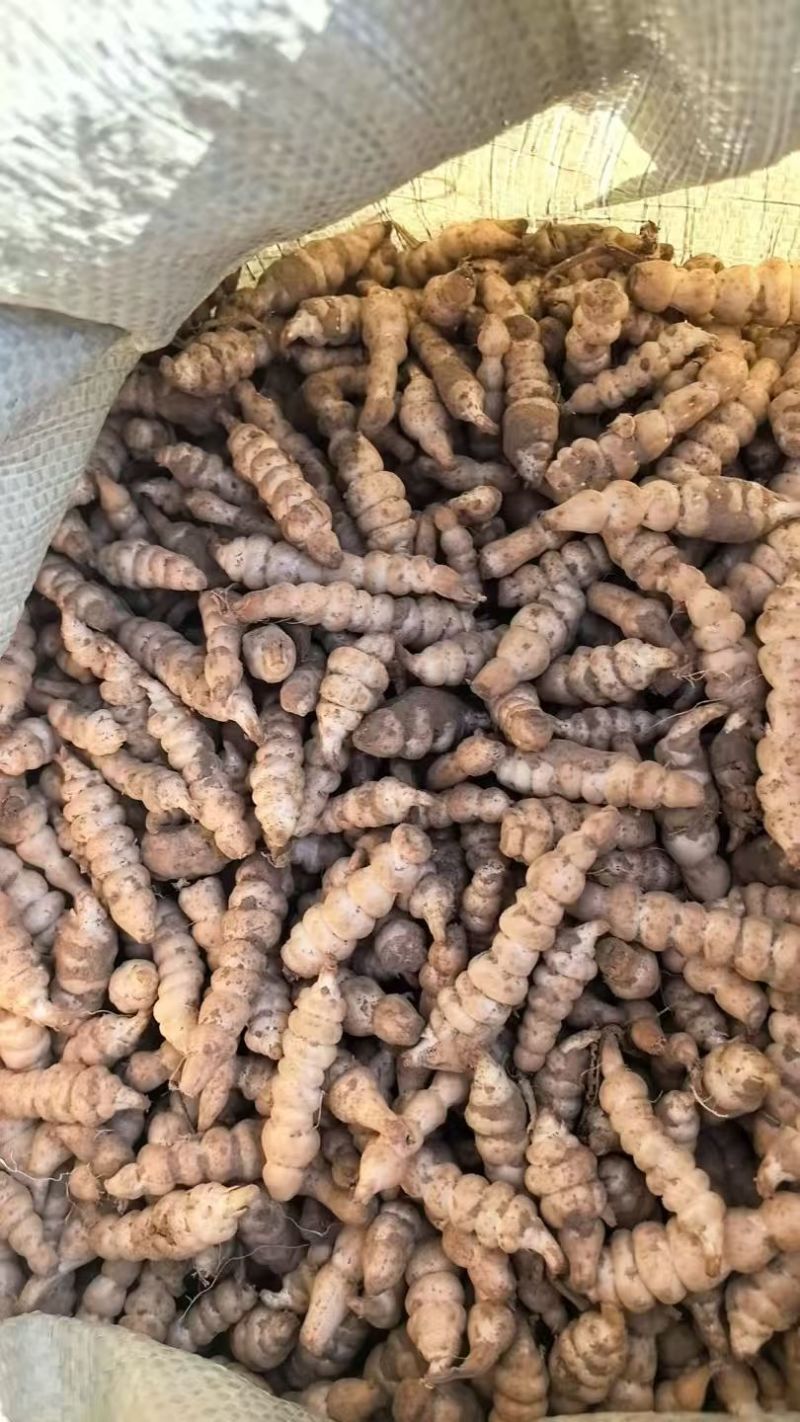 螺丝菜玉环种子