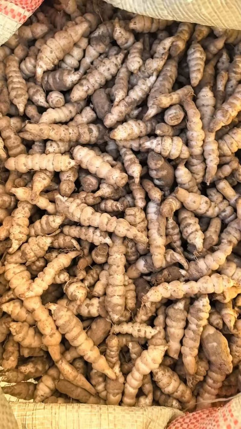 螺丝菜玉环种子