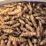 螺丝菜玉环种子
