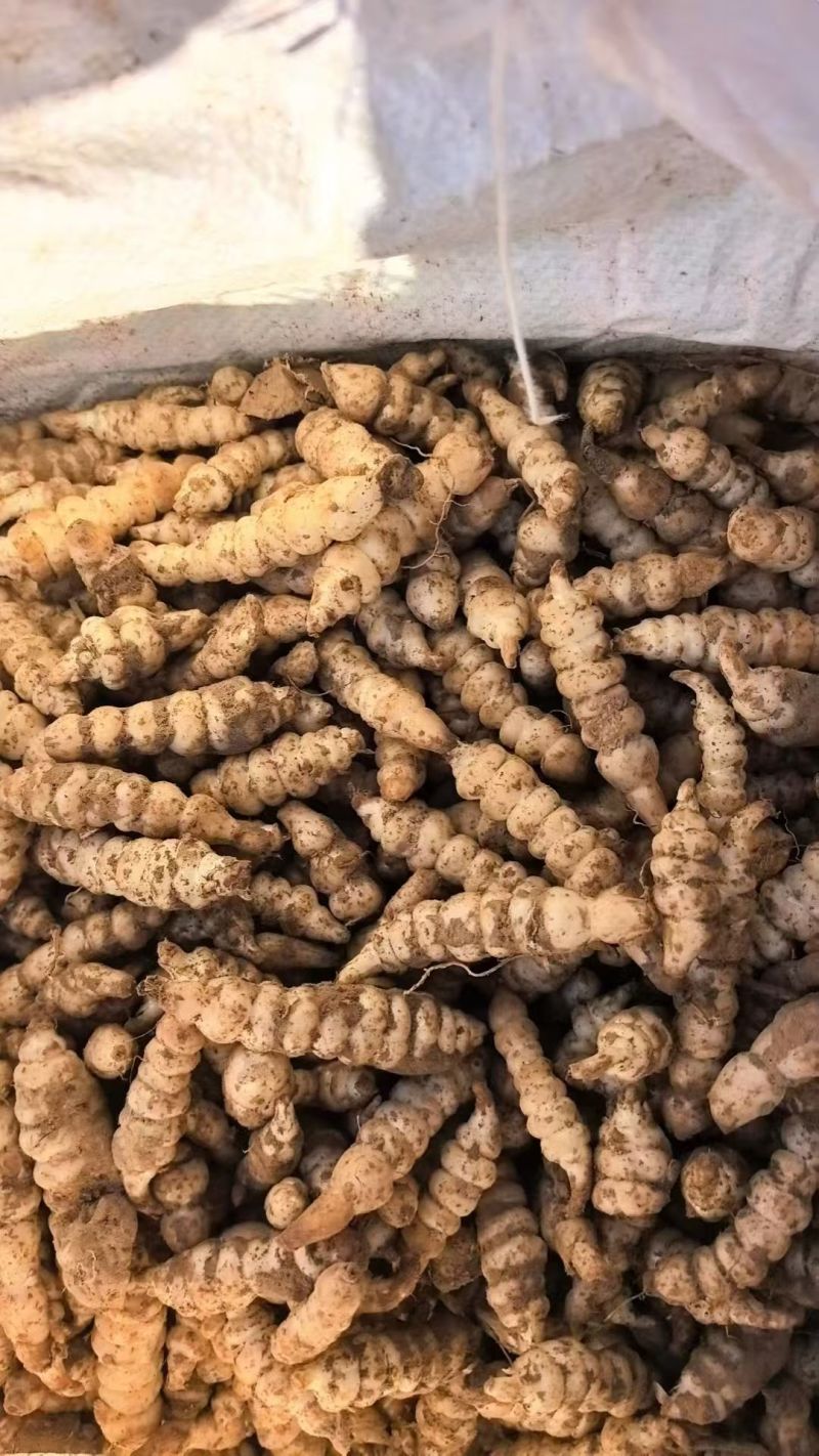 螺丝菜玉环种子