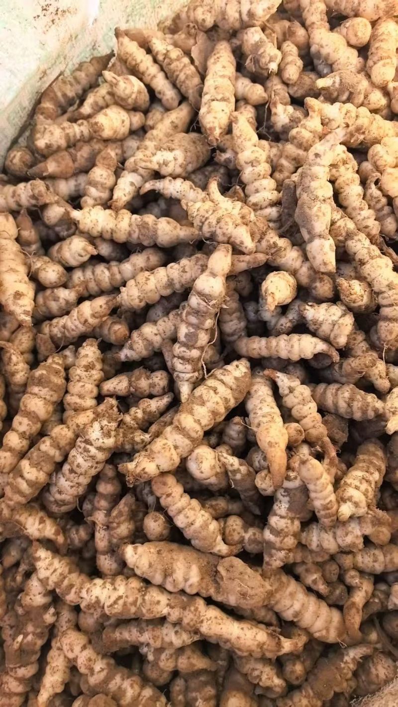 螺丝菜玉环种子