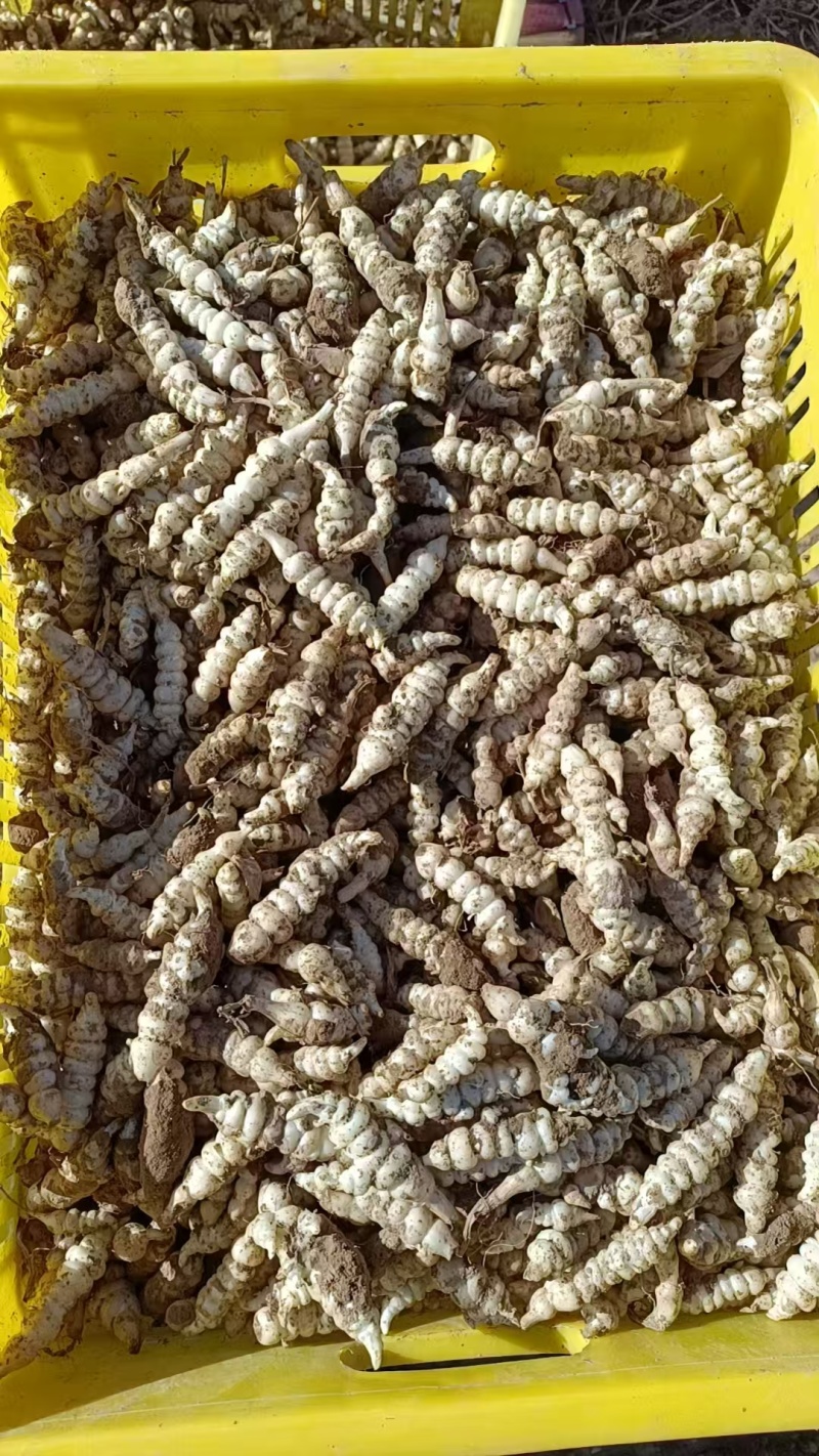螺丝菜玉环种子