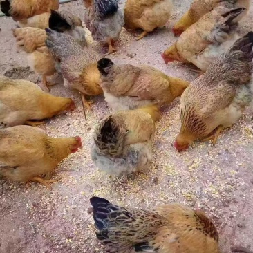 鸡鸭鹅牛