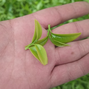 凤凰单枞茶，自产自销