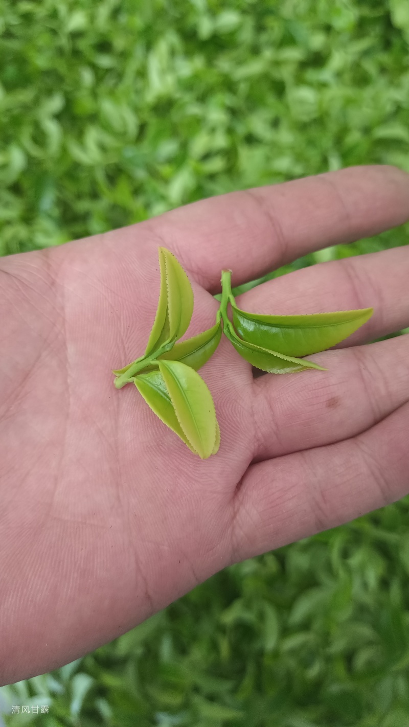 凤凰单枞茶，自产自销