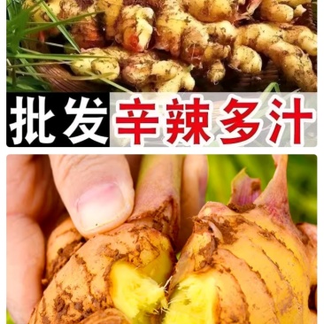 正宗小黄姜