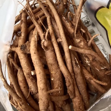 自家种植当归大概两百多斤，要多少都可以