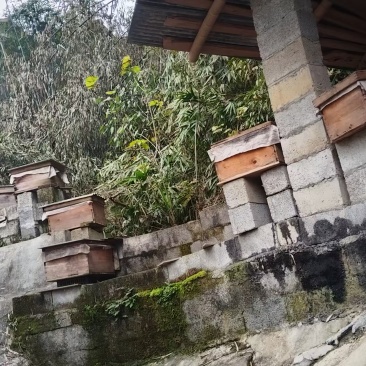 正宗土蜂蜜
