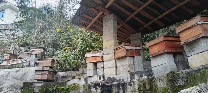 正宗土蜂蜜