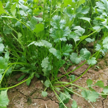 大叶香菜，基地出货，品质优等，货源充足，上车6元/斤
